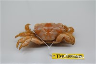 藏品(楊氏近扇蟹)的圖片